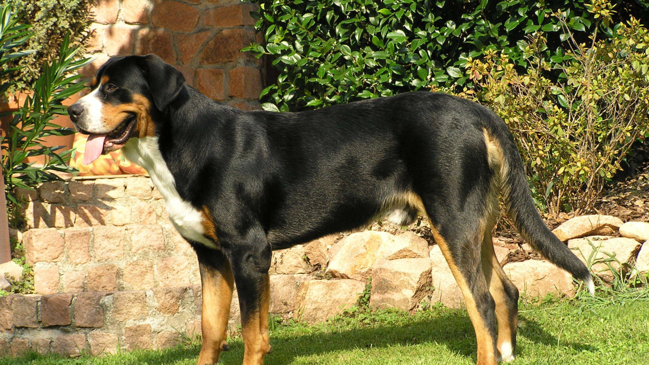 Красивый большой швейцарский зенненхунд стоит на газоне