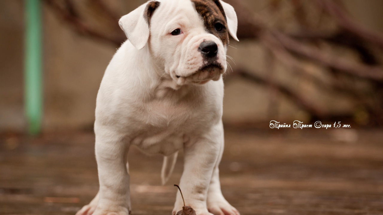 Красивый щенок американского бульдога