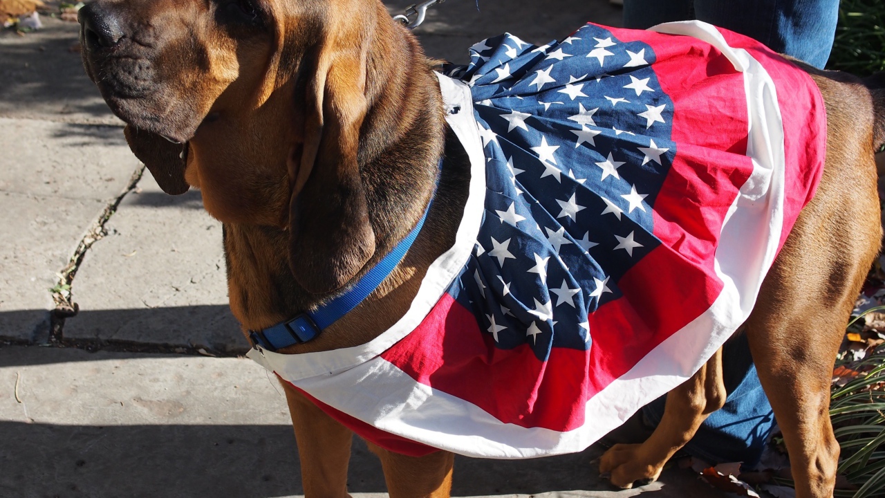 Красивый бладхаунд с хозяином