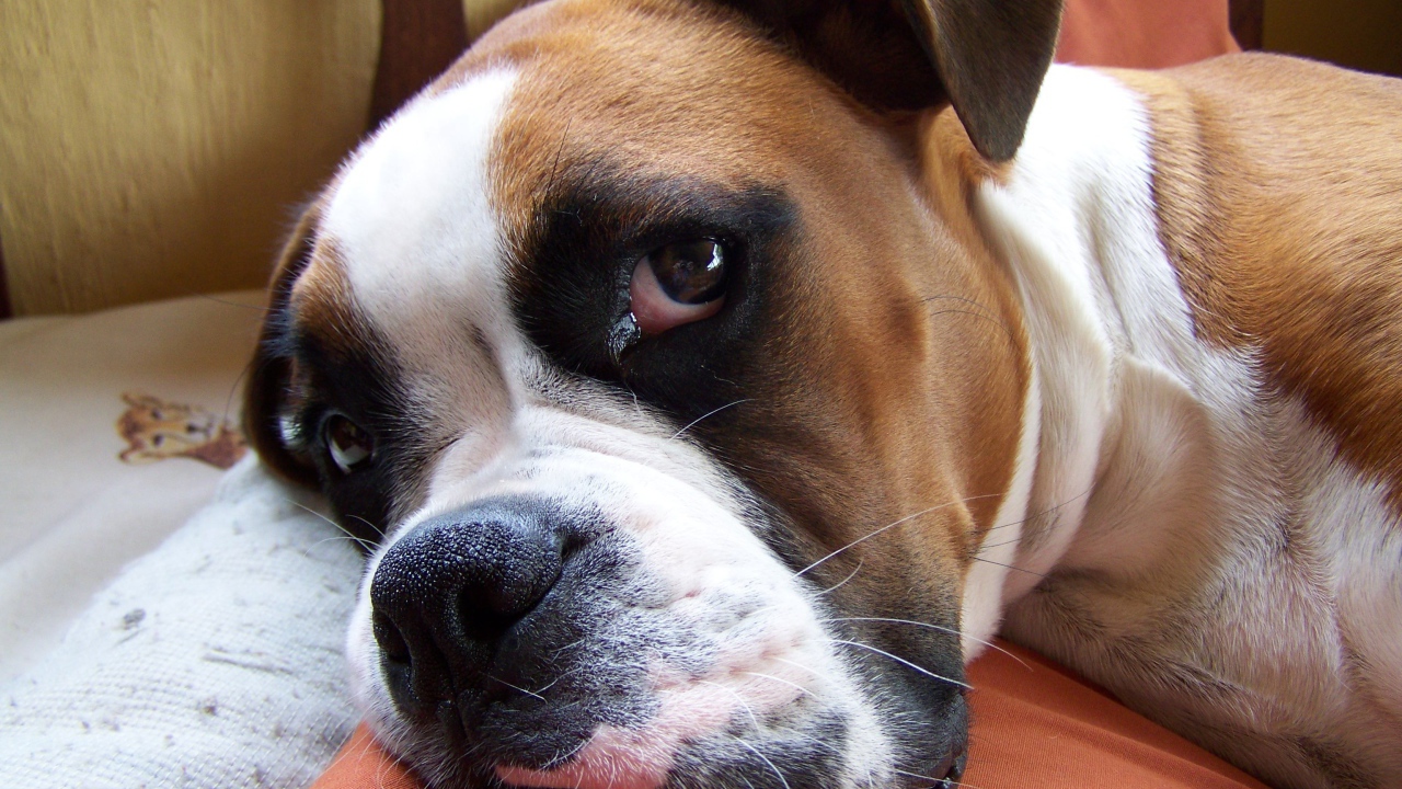 Красивый боксёр собирается спать