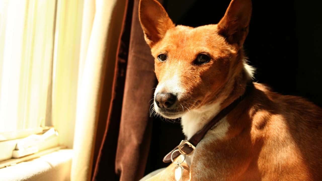 Красивая собака породы басенджи возле окна