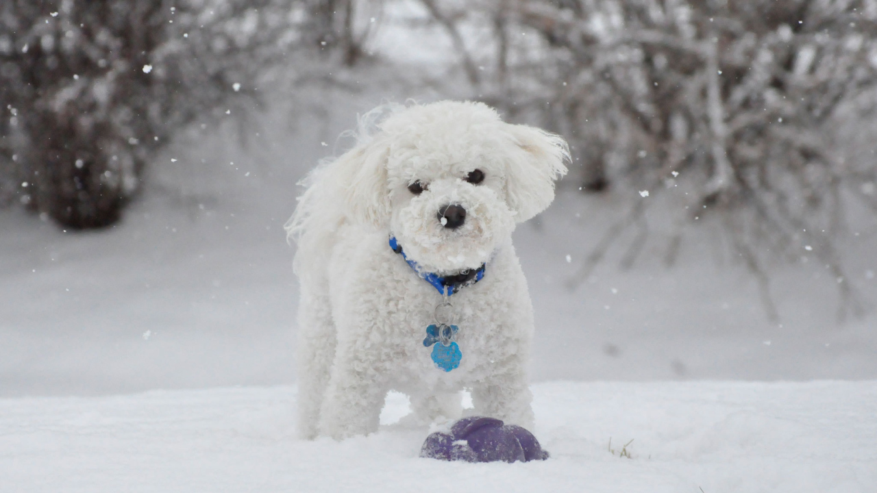 Красивая собака породы бишон-фриз зимой на прогулке