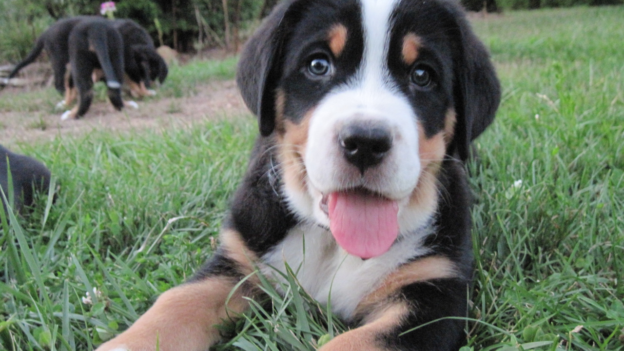 Красивый щенок большого швейцарского зенненхунда