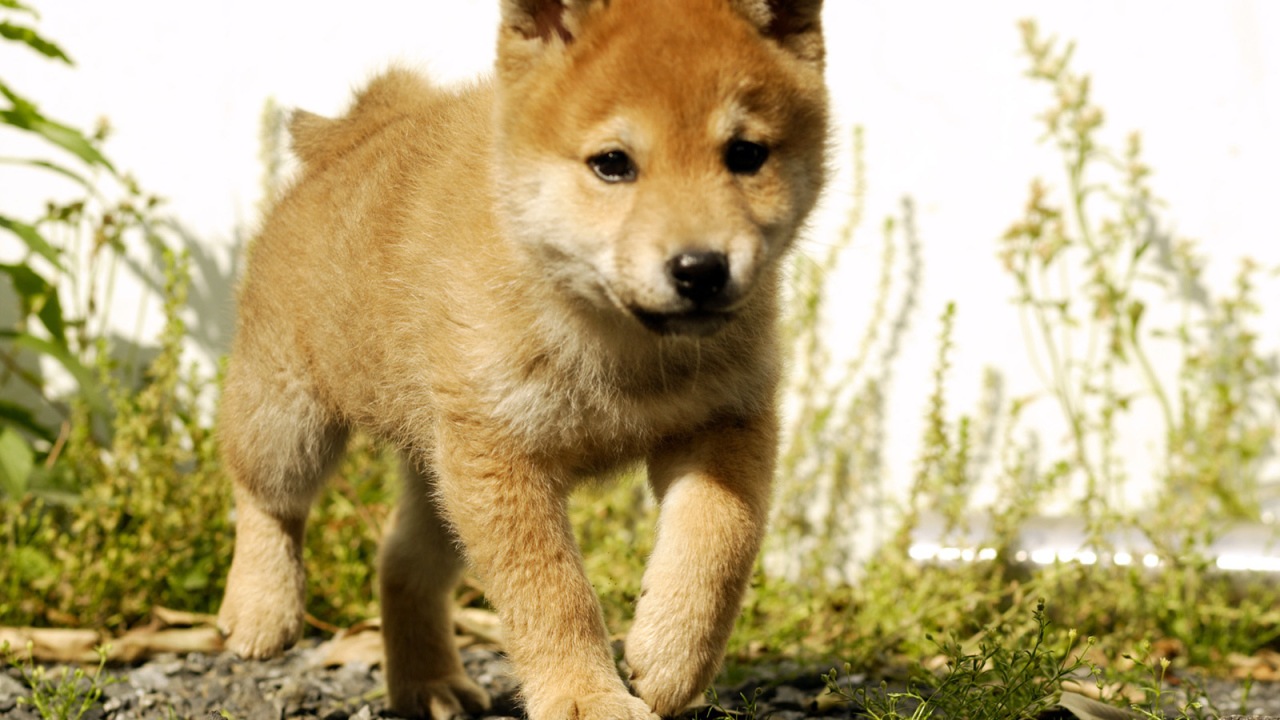 Красивый щенок акита-ину