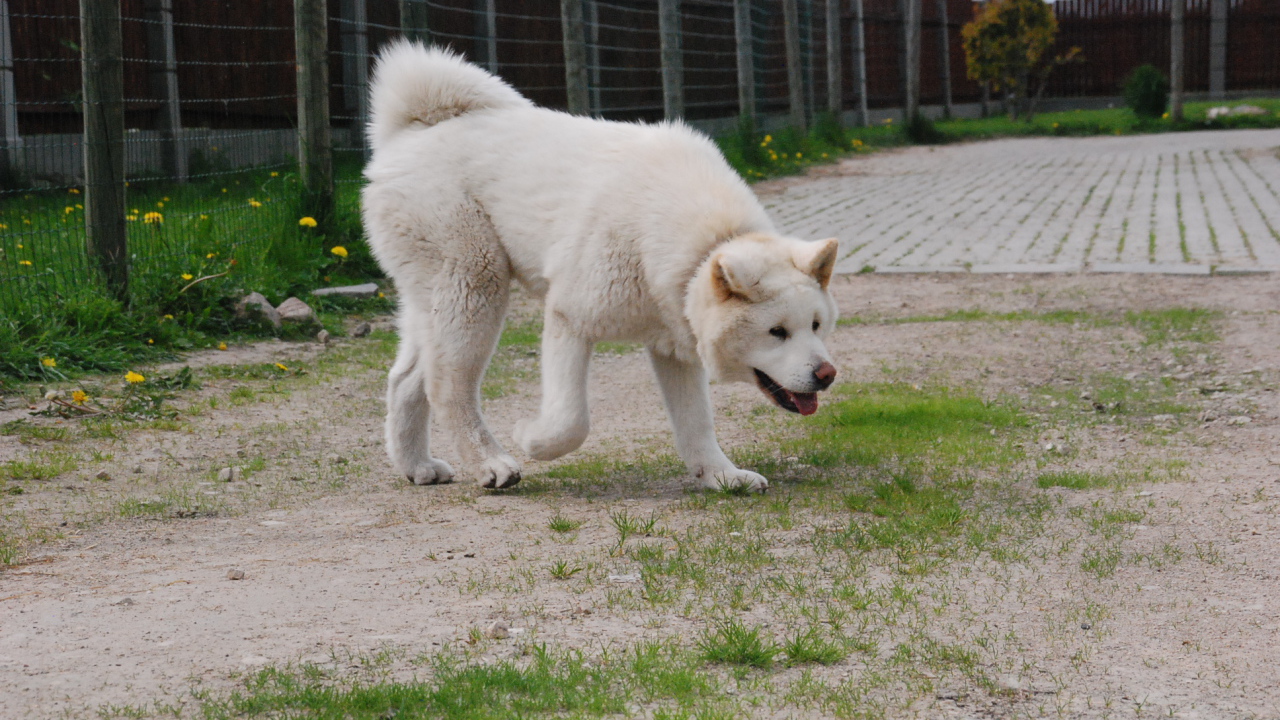 Белая красивая акита-ину