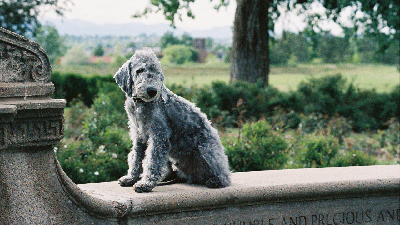 Бедлингтон-терьер позирует на ограде