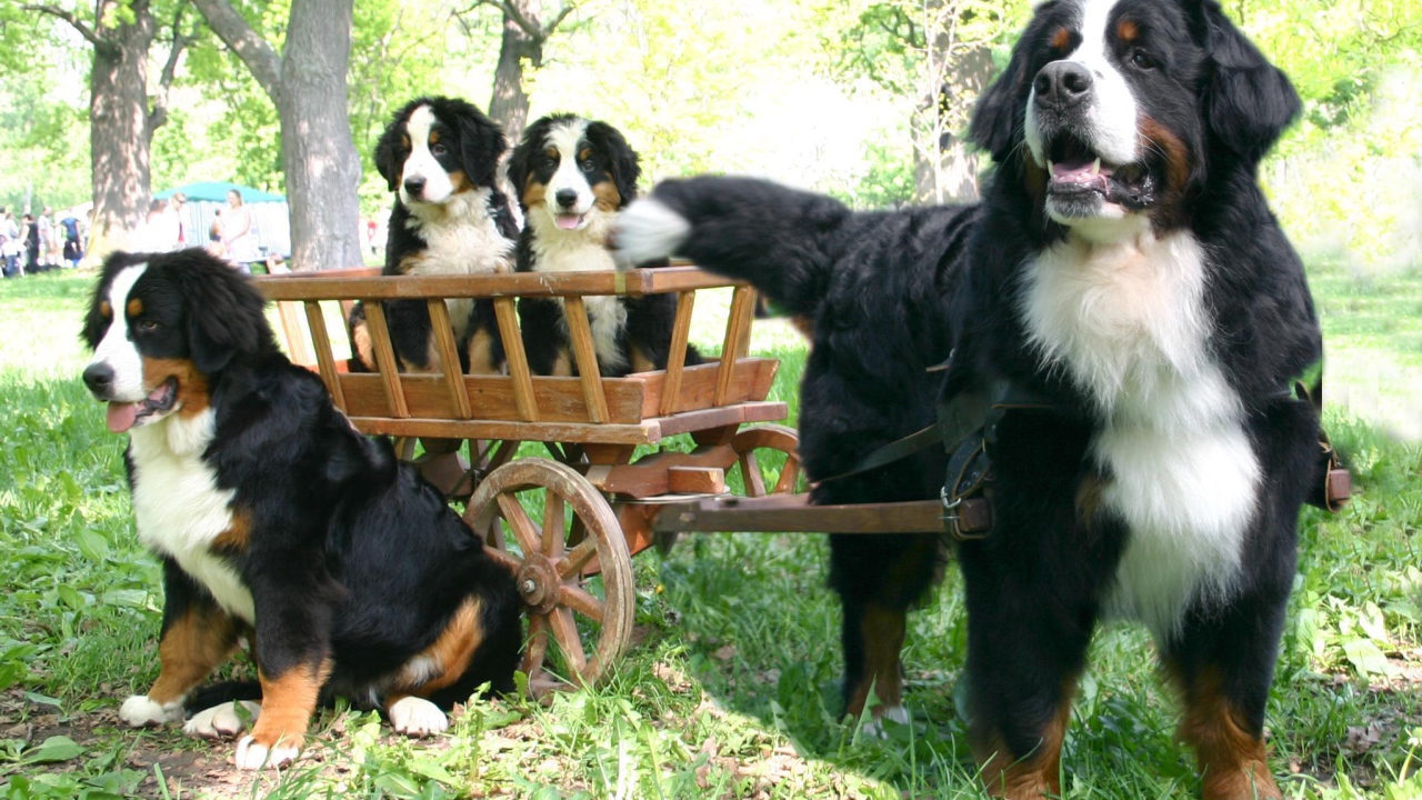 Бернская пастушья собака и её потомство