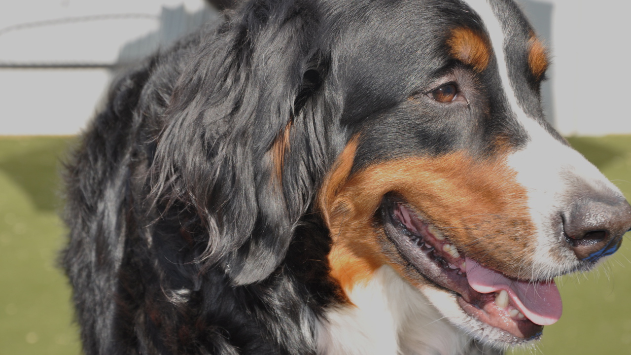 Бернская пастушья собака крупным планом