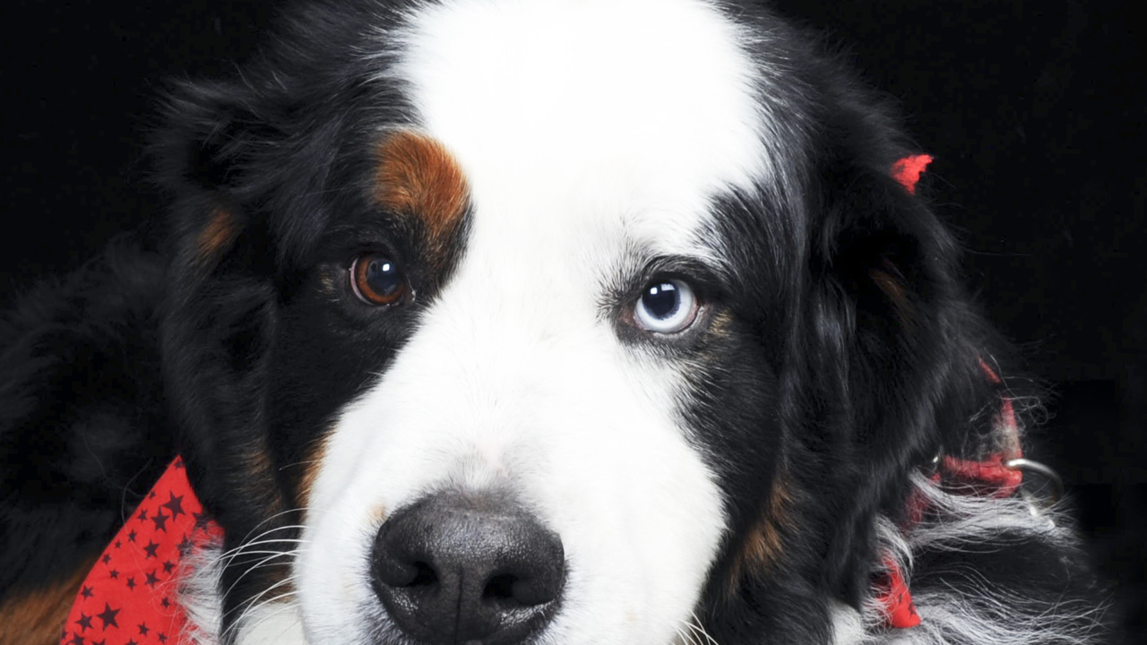 Бернская пастушья собака с разными глазами