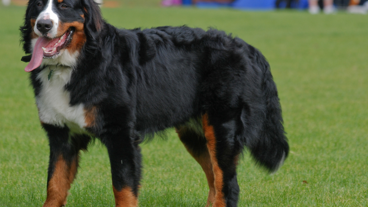 Бернская пастушья собака с длинным языком