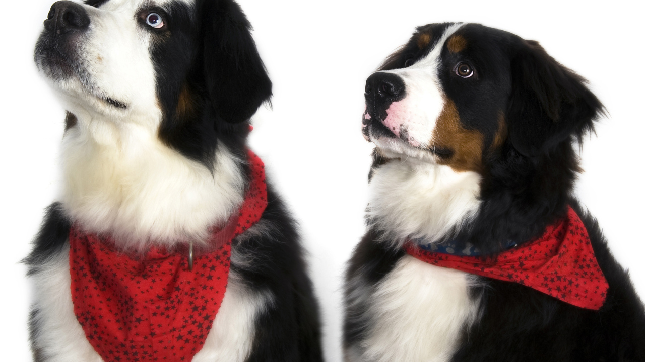 Бернские пастушьи собаки на белом фоне