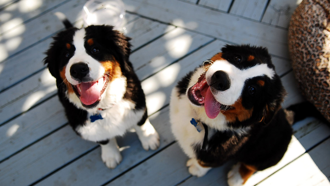 Щенки бернской пастушьей собаки улыбаются