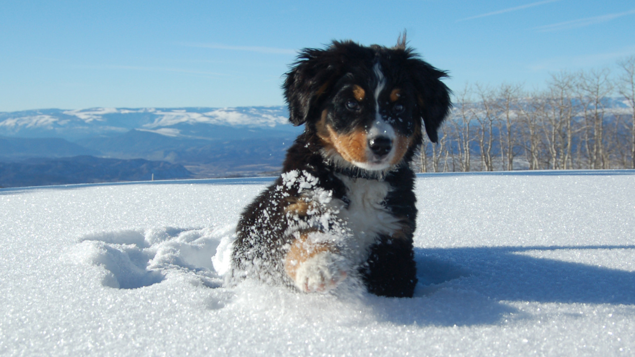 Щенок бернской пастушьей собаки в сугробе