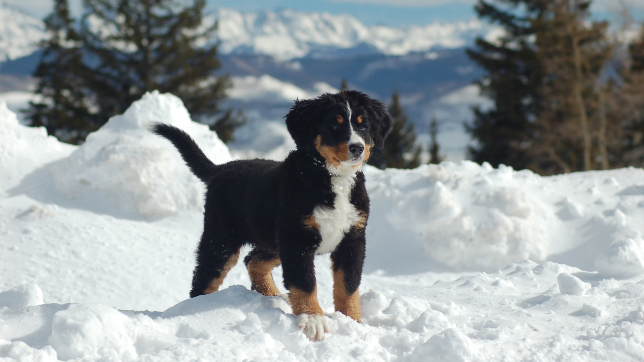 Bernese Mountain dog puppy in the snow