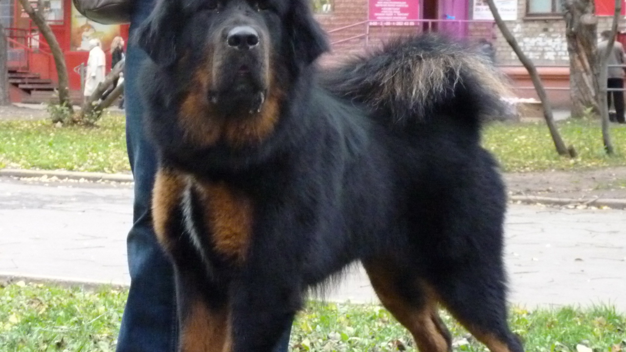 Большой черный Тибетский мастиф