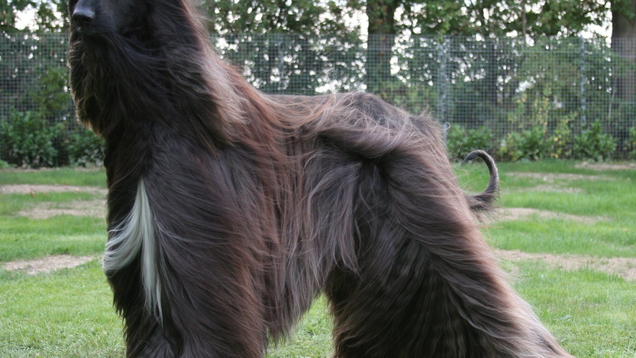 Чёрная афганская борзая на улице