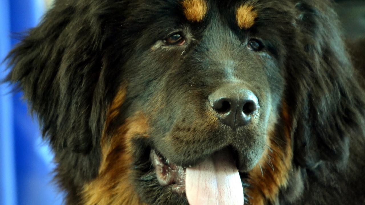 Черный Тибетский мастиф крупным планом