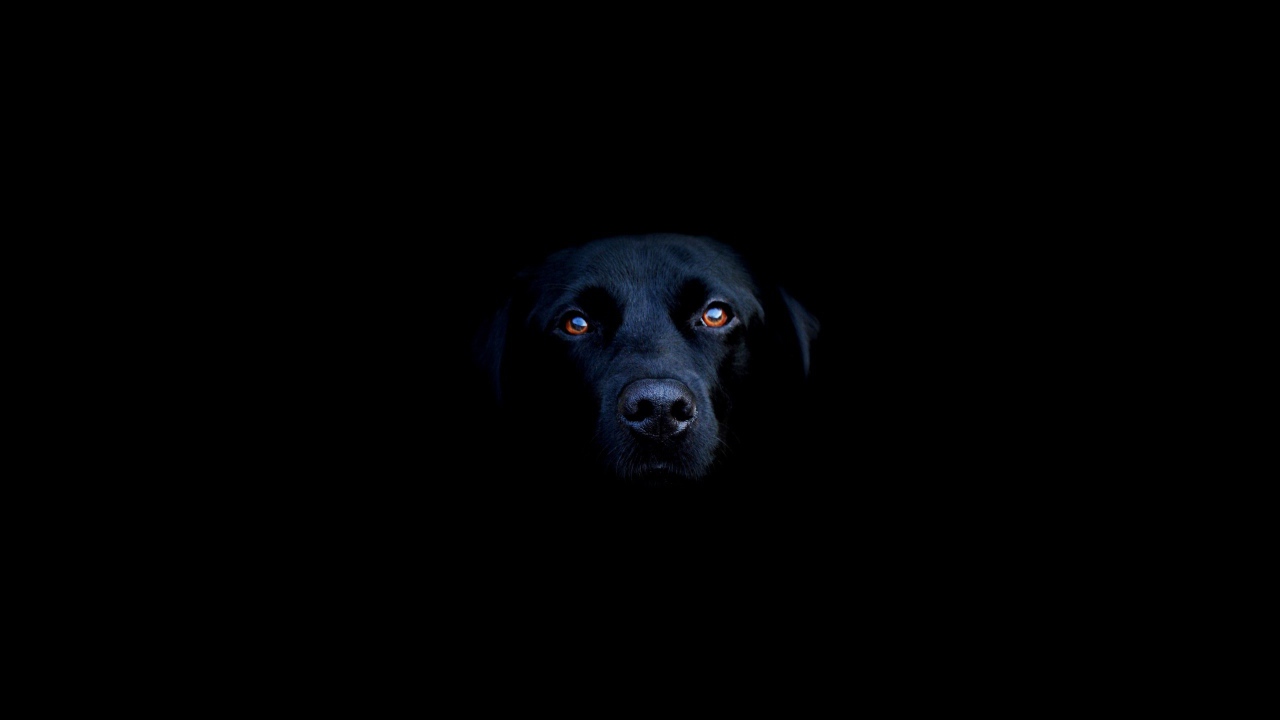 Черный пес