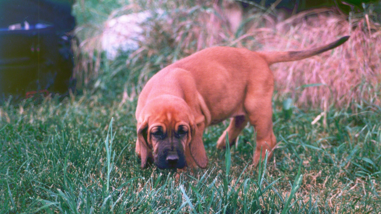 Щенок бладхаунда взял след