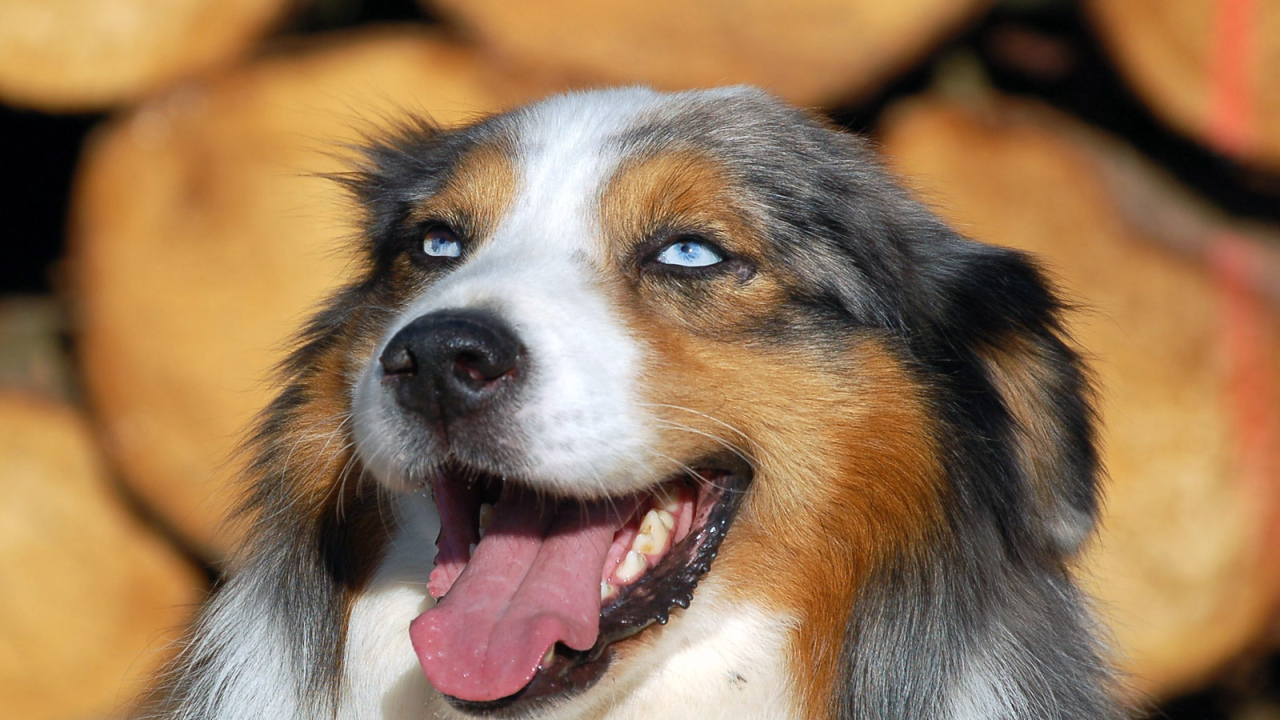 Голубоглазая австралийская овчарка