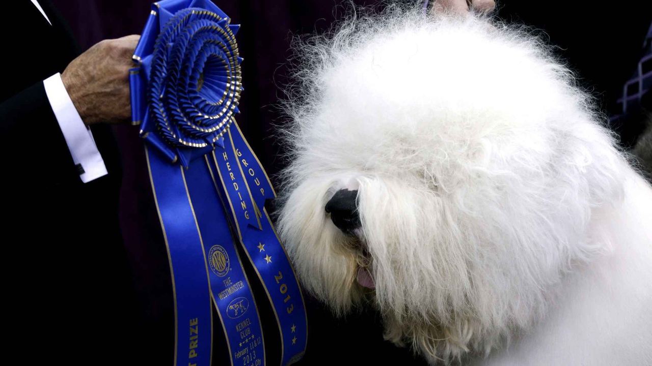 Собака породы бобтейл и её награда