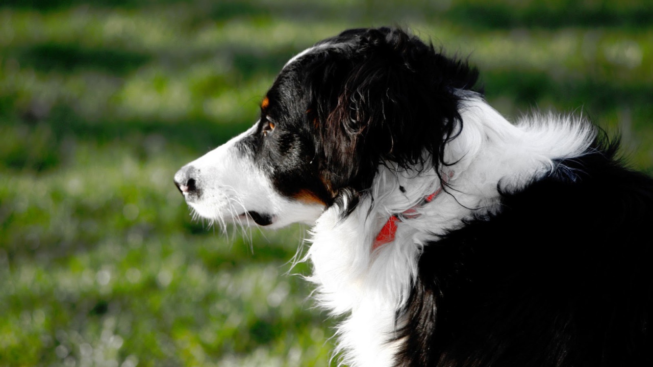 Бордер-колли смотрит вдаль на фоне травы