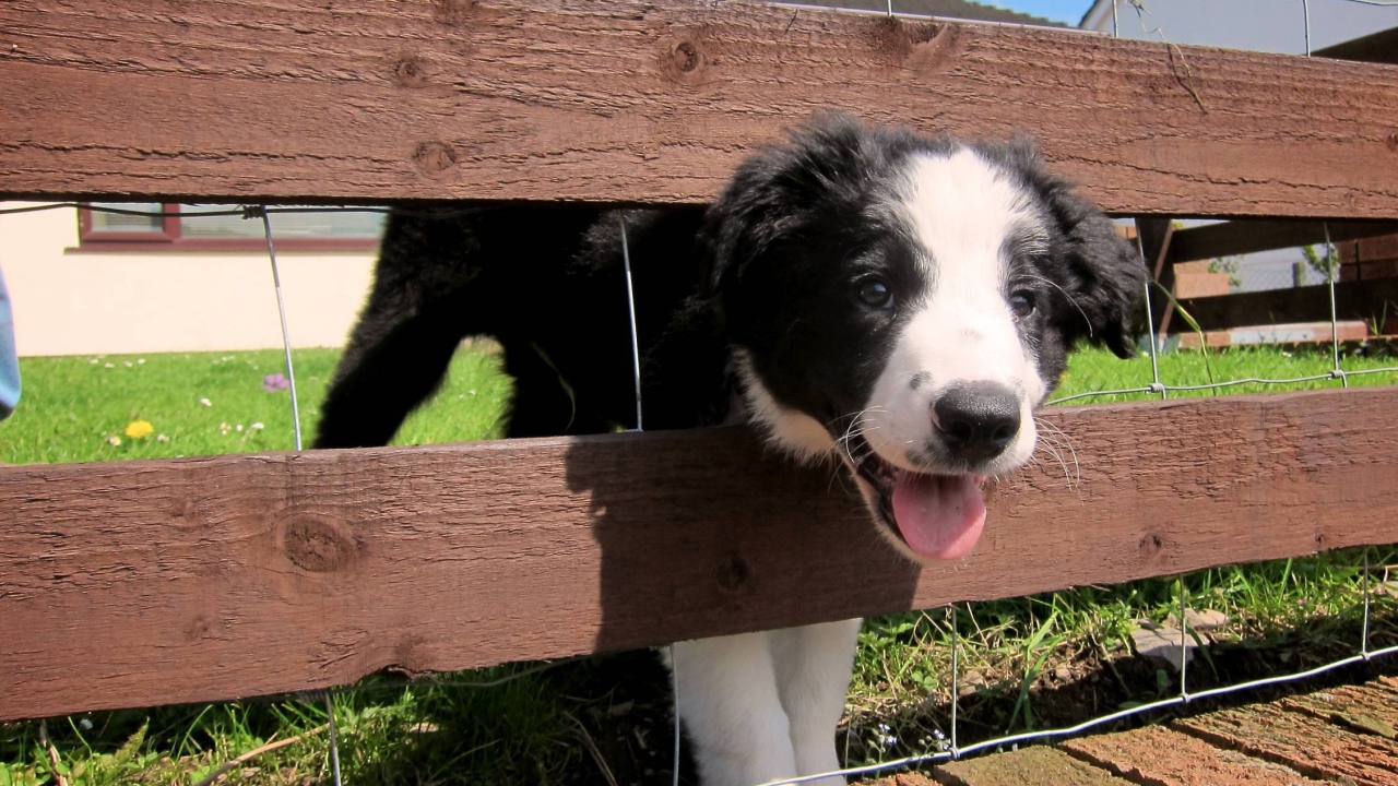 Щенок бордер-колли застрял в заборе