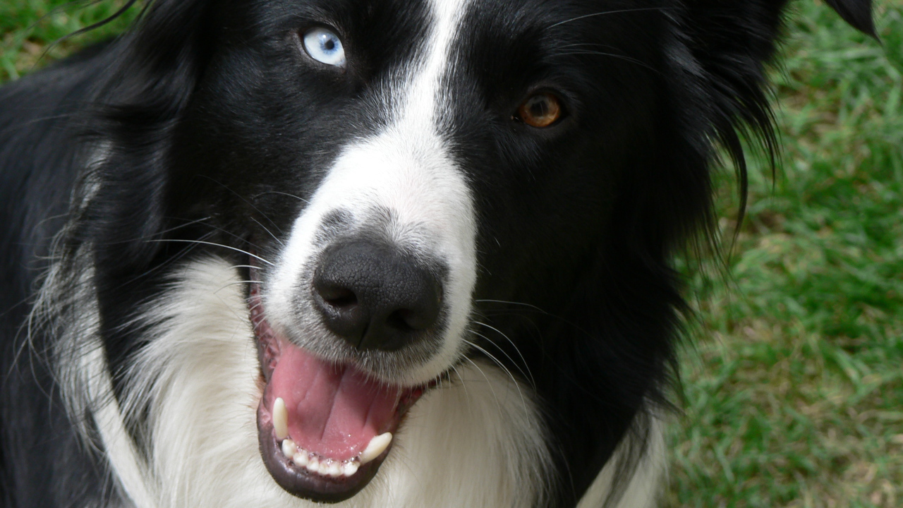 Бордер-колли с разными глазами