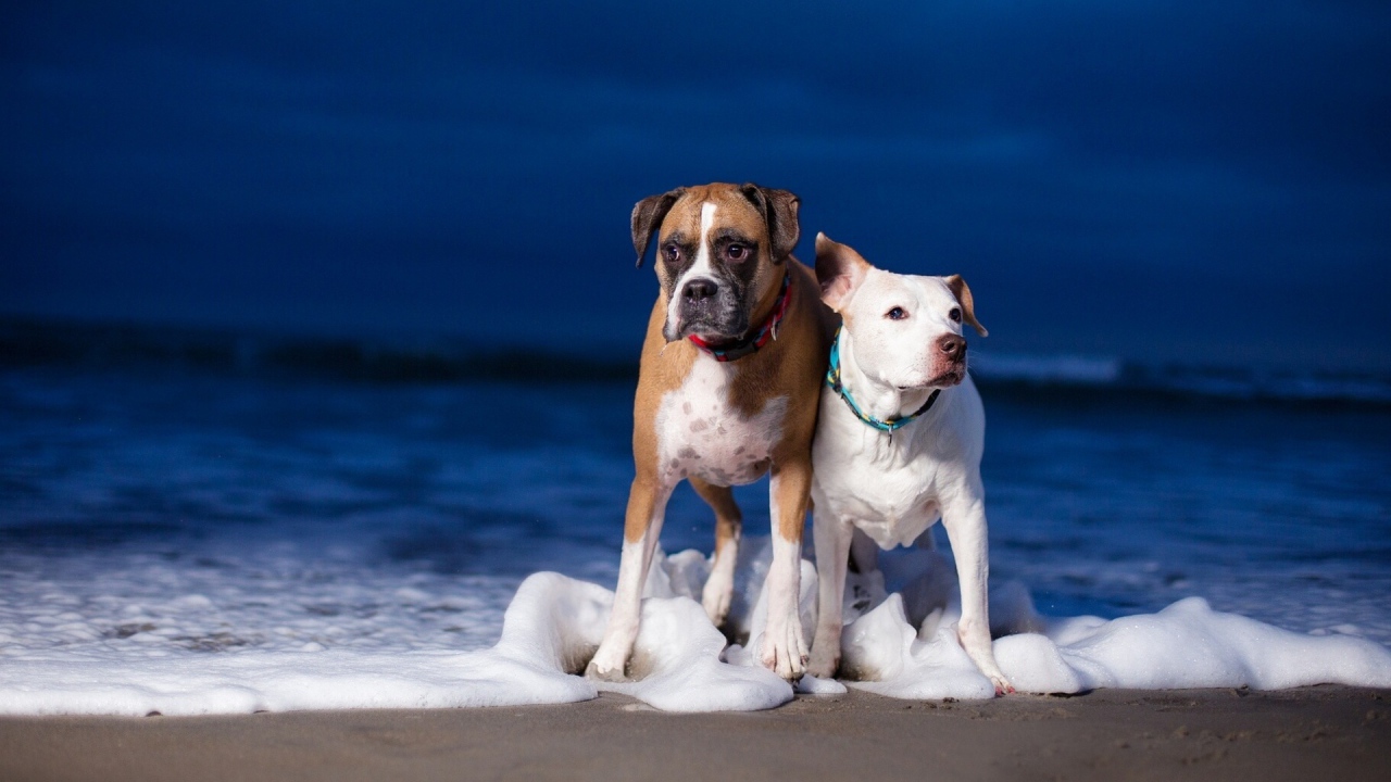 Боксёр и его друг стоят в морской пене