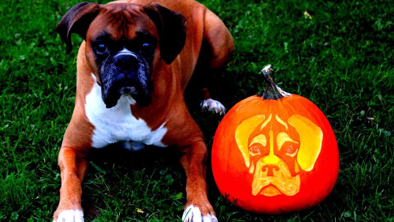 Боксёр и тыква