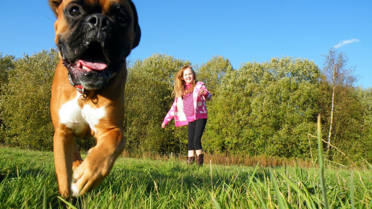 Боксёр убегает от ребёнка