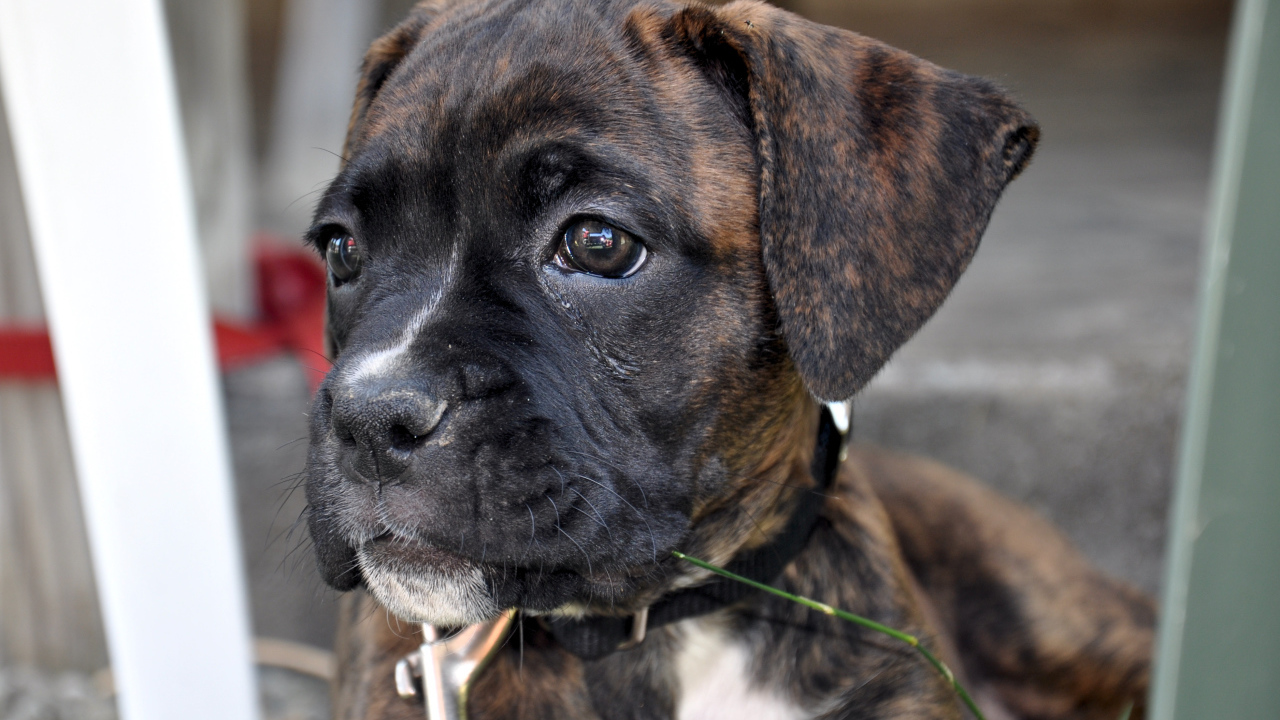 Щенок боксёра смотрит вдаль