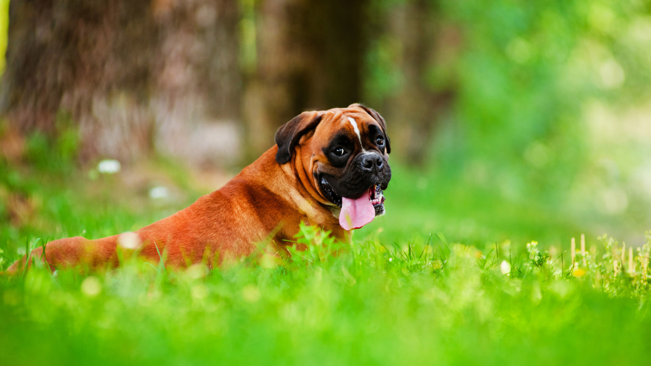 Boxer with a long tongue lying on the grass