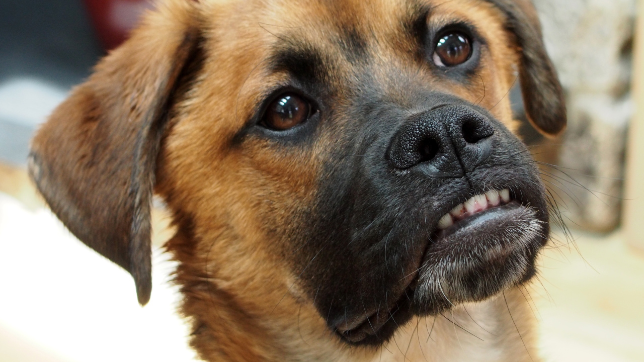 Боксёр с смешной мордой