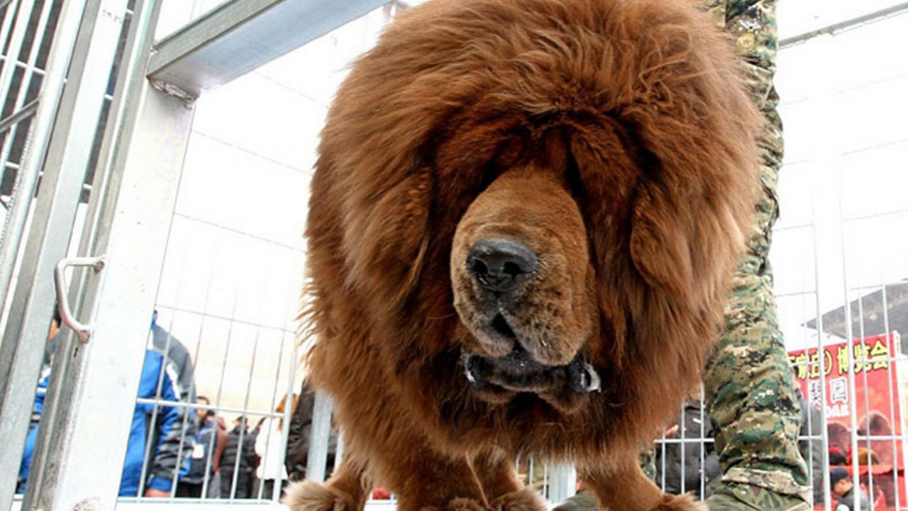 Коричневый Тибетский мастиф