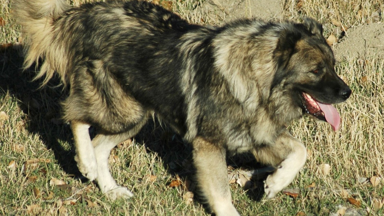 Кавказская овчарка на прогулке