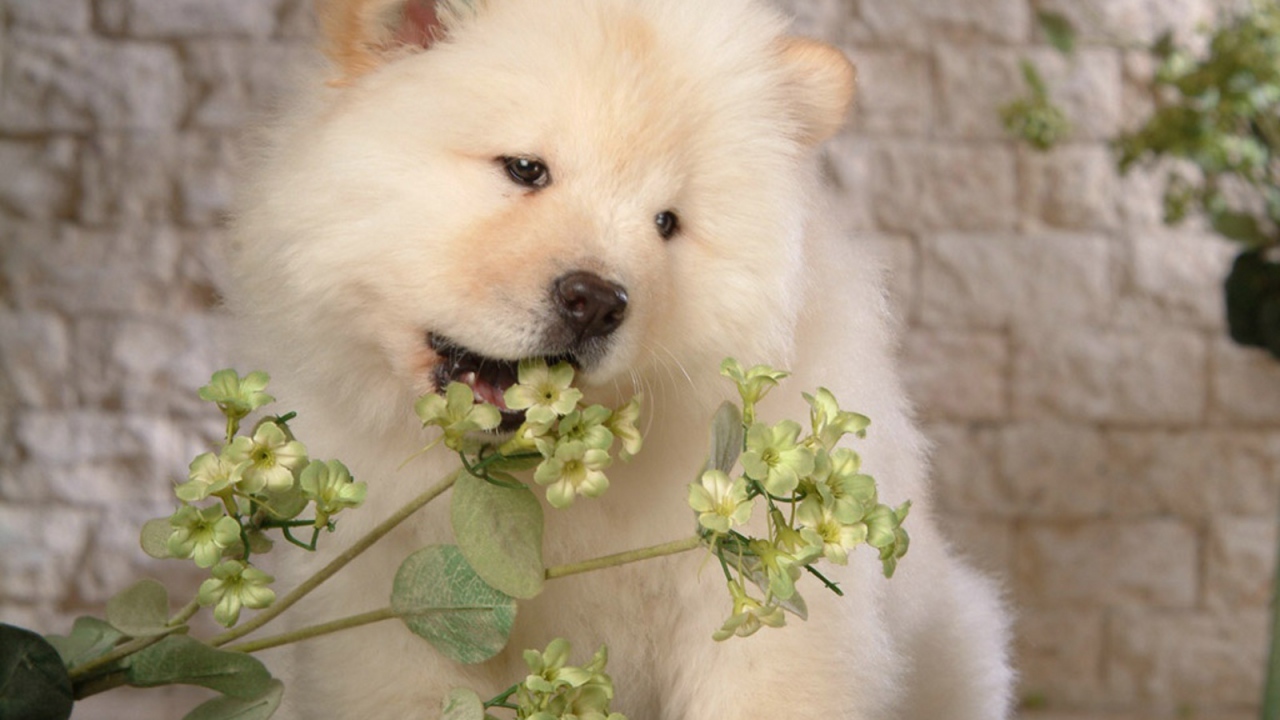 Чау-чау жует цветок