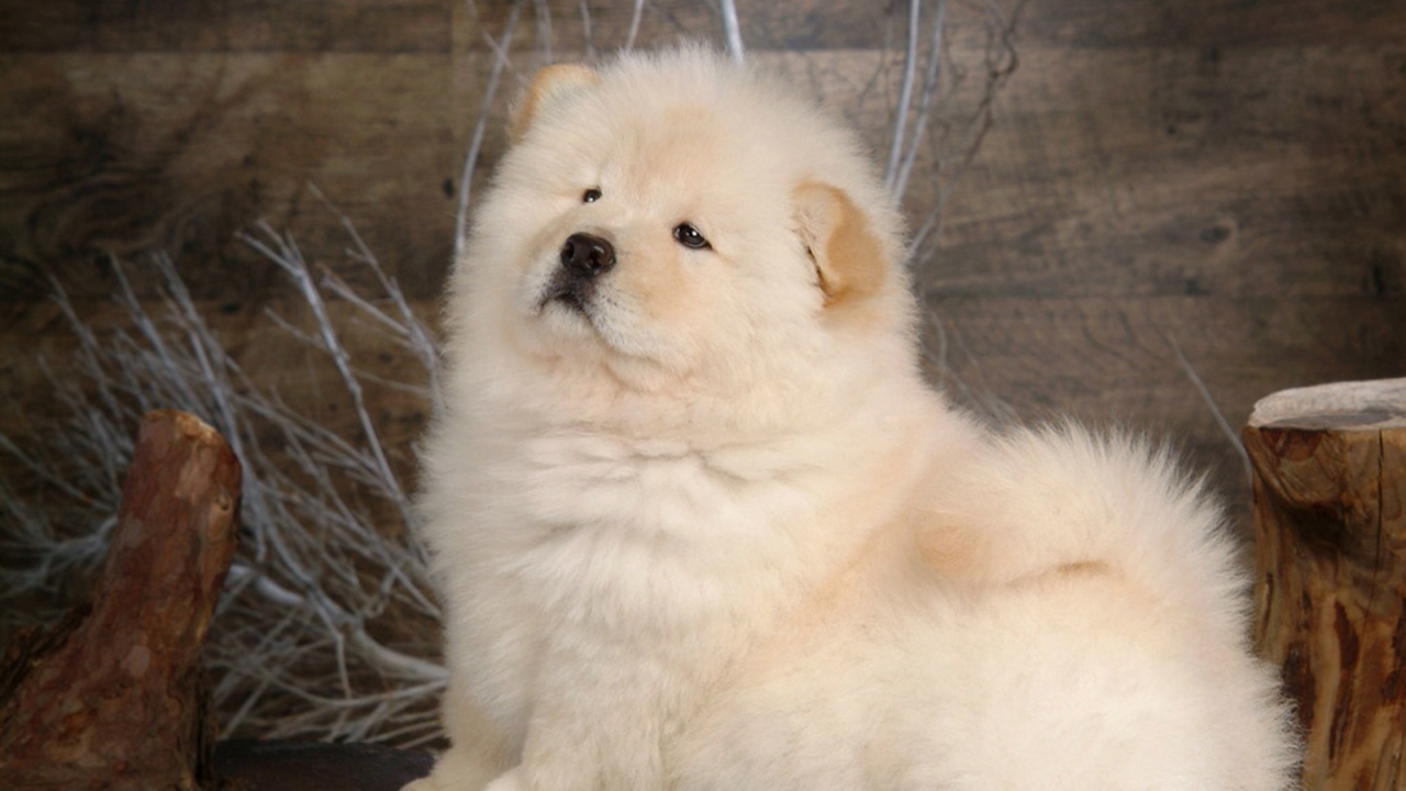 Чау-чау позирует для картины