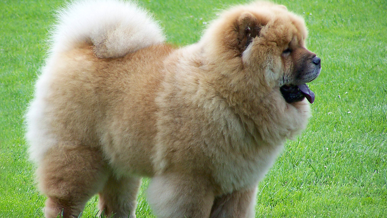 Чау-чау на прогулке