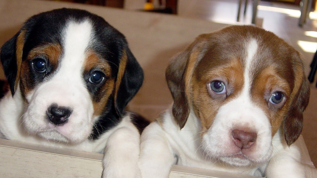 Cute beagle puppies looking at photographer