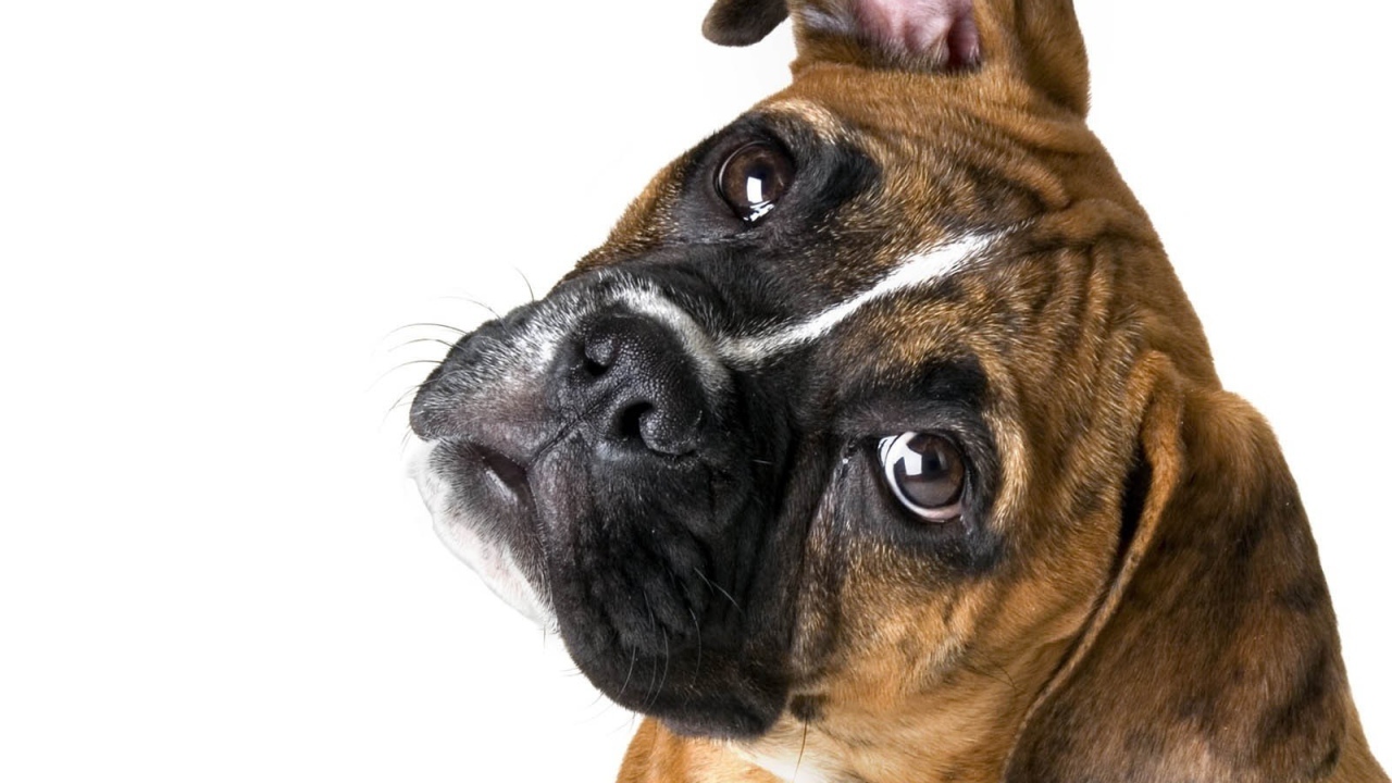 Милый боксёр на белом фоне