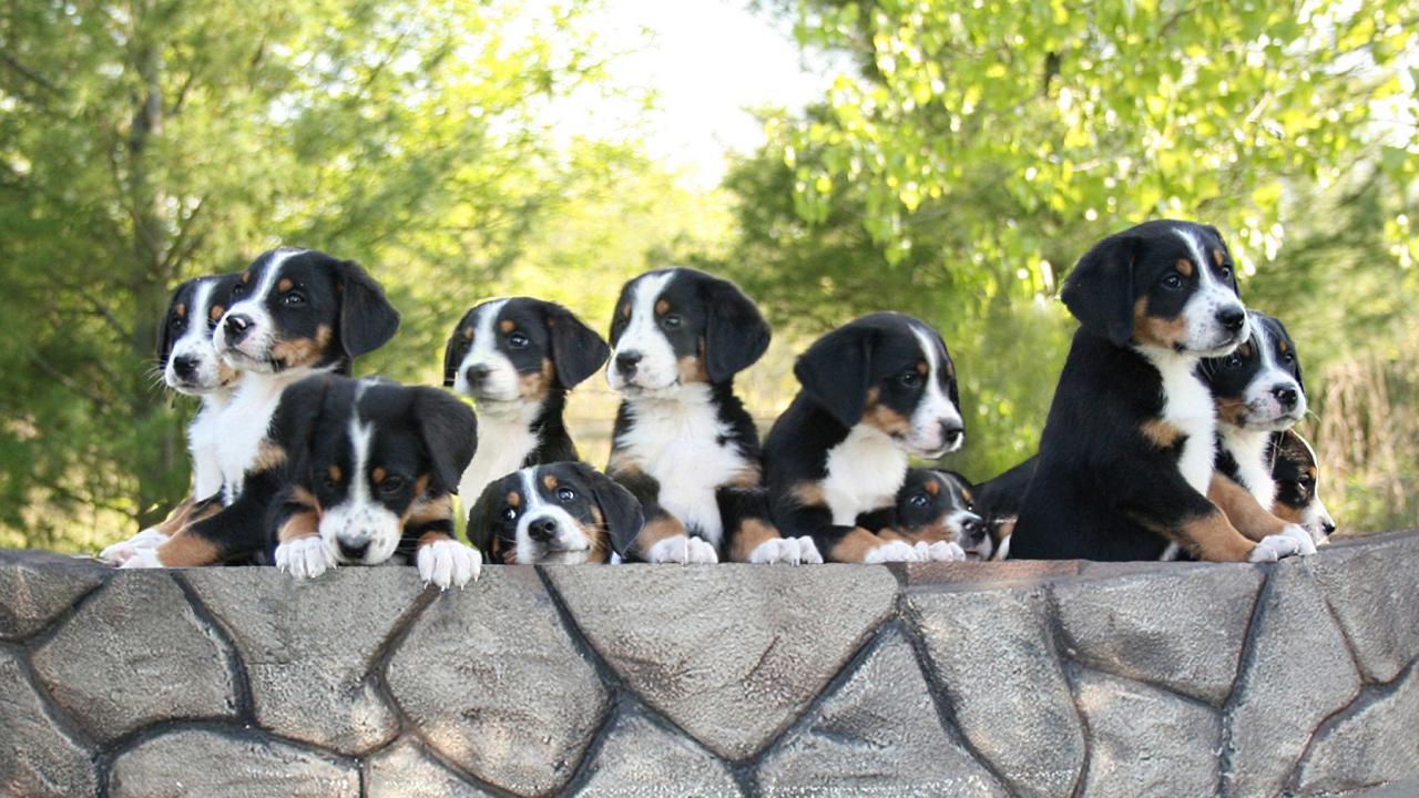 Милые щенки большого швейцарского зенненхунда