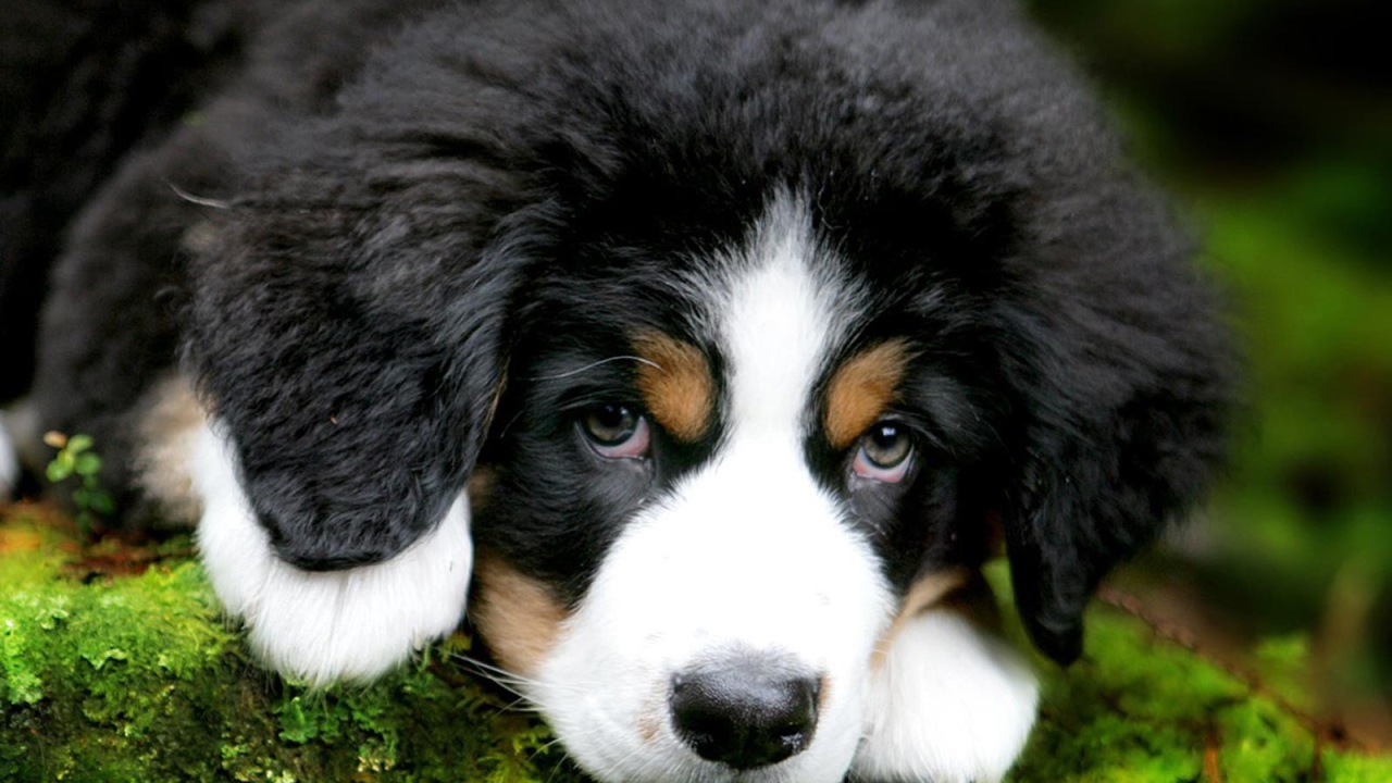 Cute puppy Bernese Mountain dog