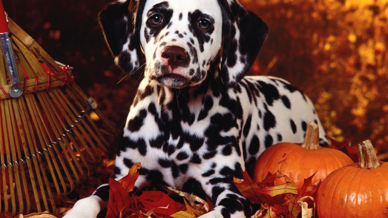 Далматин в тему Хэллоуина