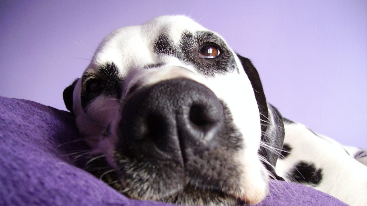 Далматин лежит на подушке