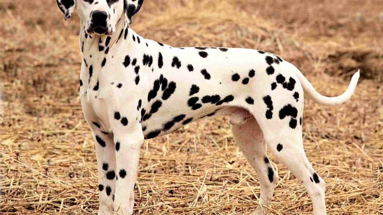 Далматина на поле осенью