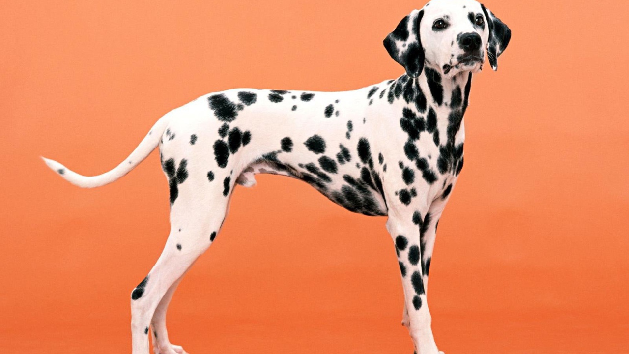 Далматин на оранжевом фоне