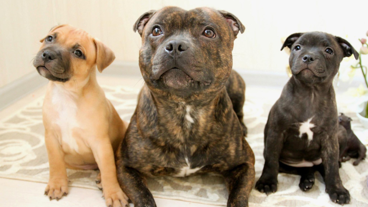 Different kinds of The Staffordshire BullTerrier 