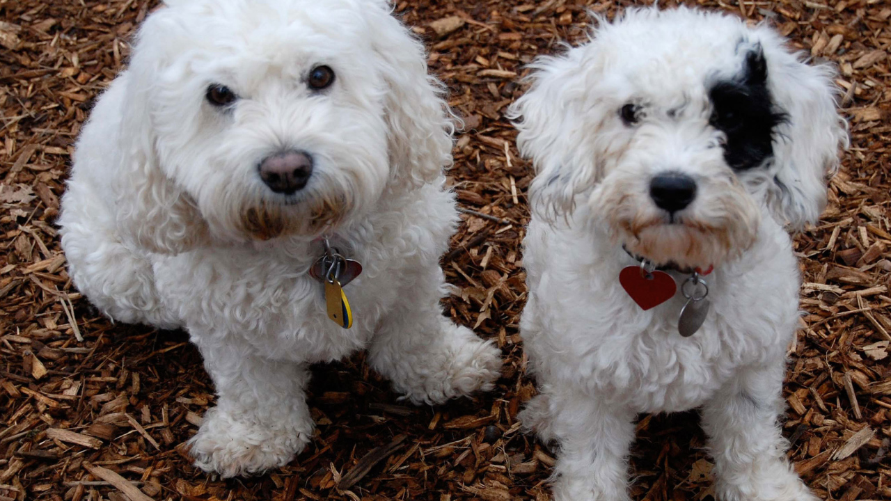 Собаки породы бишон-фриз смотрят на фотографа