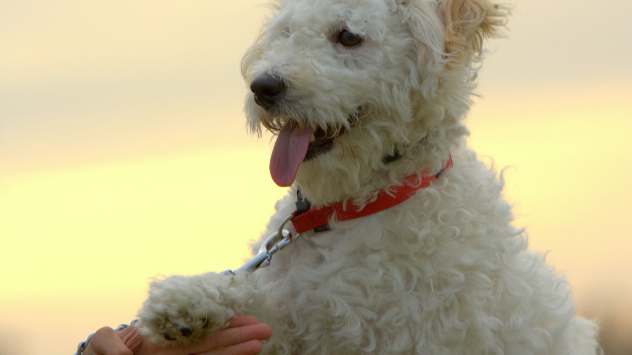 Собака породы бишон-фриз даёт лапу